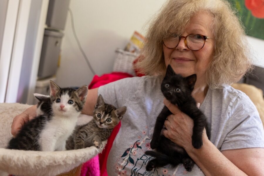 Geld und Personal fehlen: Tierheim in Treuen schließt - Vereinsmitglied Sigrid Wenzel päppelt vier Katzenbabys auf, die in wenigen Tagen vom Tierheim Unterheinsdorf aufgenommen, versorgt und finanziert werden. 