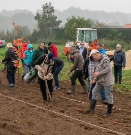 Genossenschaft pflanzt 150 Meter lange Hecke - Am Standort der geplanten Schweinemastanlage in Königshain wurden Gehölze gepflanzt. 