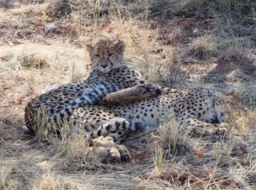 Geparden auf Kur - Nichts bringt sie aus der Ruhe: Die Mittagshitze wiegt die jungen Geparden ins Traumland der Wildnis.