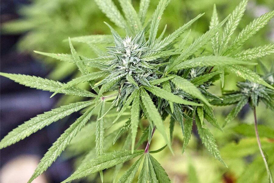Geplante Cannabis-Legalisierung ist ins Stocken geraten - Künftig sollen Erwachsene legal kleine Mengen Cannabis kaufen oder anbauen dürfen. Doch das Gesetzesvorhaben stockt.