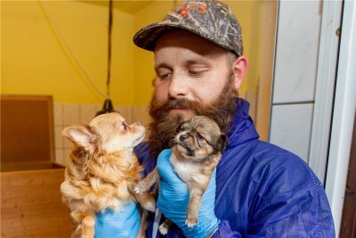 Gerettetes Chihuahua-Rudel aus Plauen hat Nachwuchs - Tierheim-Mitarbeiter Chris Wolfrum kümmert sich derzeit liebevoll um die beschlagnahmten Chihuahua. In einem Zimmer sind derzeit vier Hündinnen und sechs Welpen untergebracht.