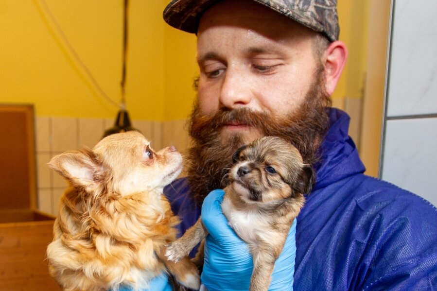 Gerettetes Chihuahua-Rudel hat Nachwuchs - Tierheim-Mitarbeiter Chris Wolfrum kümmert sich derzeit liebevoll um die beschlagnahmten Chihuahua. In einem Zimmer sind derzeit vier Hündinnen und sechs Welpen untergebracht. 