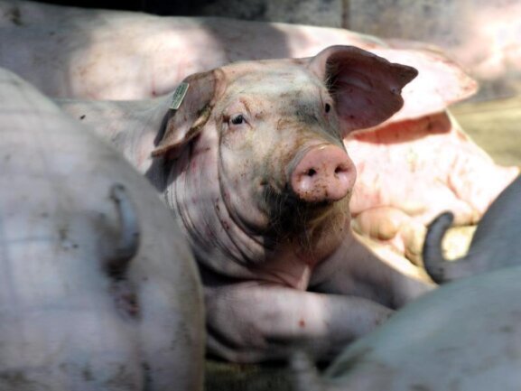 Der in Schöneck geplante Bau einer Schweinemastanlage für 150 Tiere ist gestoppt.