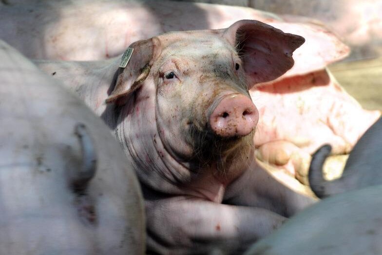 Gericht stoppt Baugenehmigung für Schweinemastanlage in Schöneck - Der in Schöneck geplante Bau einer Schweinemastanlage für 150 Tiere ist gestoppt.