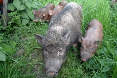 Geringswalde: Polizeieinsatz wegen Hängebauchschweinen - Da der Halter am Mittwochnachmittag nicht ausfindig gemacht werden konnte, sind die Tiere derzeit privat untergebracht. 