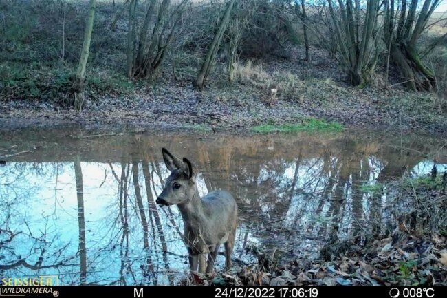 Gersdorf: Karpfenteich wird Wasserstelle und eine Suhle für Schwarzwild - Dieses Reh hat die Wildkamera von Torsten Ortleb am Teich aufgenommen.