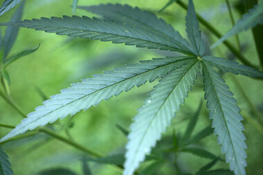 Geruch führt Polizistin zu Cannabis-Plantage - 