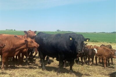 Geschmackssache: Fleischer Gretenkord will Rinderrassen kreuzen - 55 Tiere der Rinder-Rasse Angus weiden rund um Burgstädt. Jetzt wird die Herde von einem Wagyu-Bullen verstärkt. 