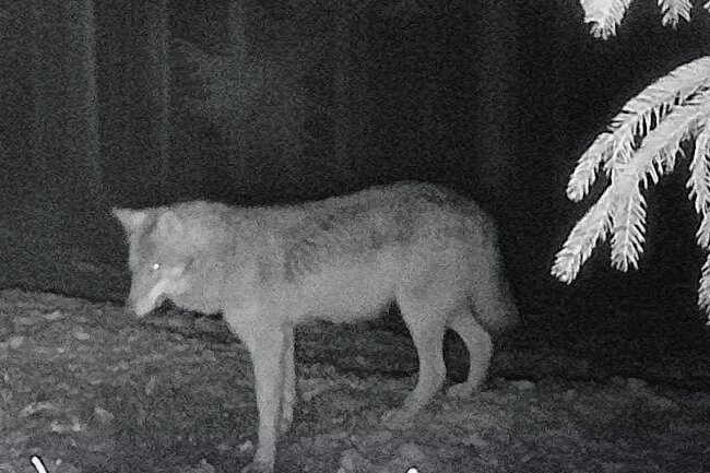 Gesichteter Wolf in Region ist eine Wölfin - Dem Jäger Swen Brandt ist die Wölfin am 26. Dezember vorigen Jahres südlich von Crinitzberg im Raum Steinberg in die Fotofalle getappt. 