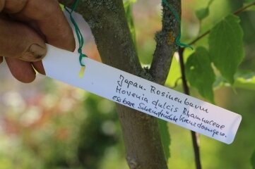 Gesucht: Exotisches aus vogtländischen Gärten - Japanischer Rosinenbaum.