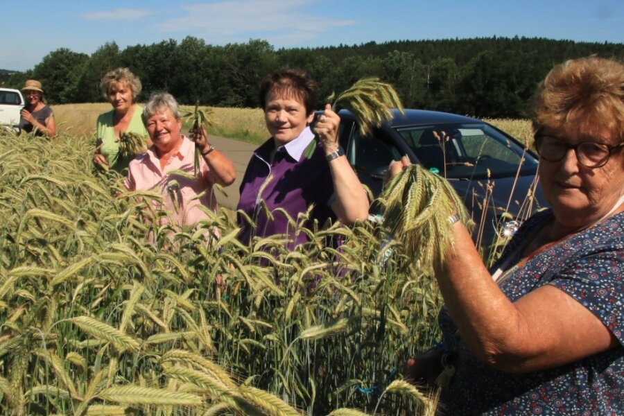 Getreide für die Erntekronen - Gisela Dietel, Cornelia Hackel, Christa Winkler, Christina Purrucker, Christine Gruner und Gisela Müller (von links) waren beim Roggenschneiden dabei. 