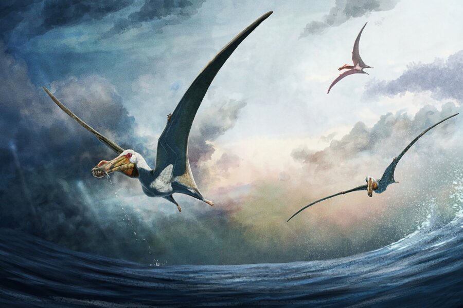 Gewaltiger Flugsaurier glitt einst über Australien - Die künstlerische Darstellung zeigt den Flugsaurier Haliskia peterseni. Der gewaltige Flugsaurier habe laut Forschenden eine Flügelspannweite von geschätzt etwa 4,6 Metern gehabt.