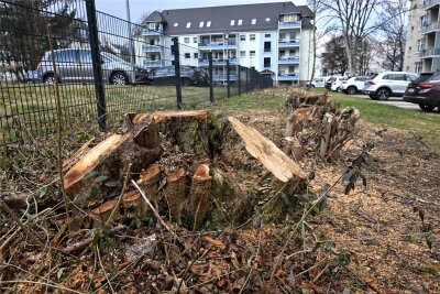 GGG fällt Bäume auf Sonnenberger Innenhof in Chemnitz – Anwohnerin ärgert sich - Laut GGG gefährdeten die Bäume die Verkehrssicherheit.