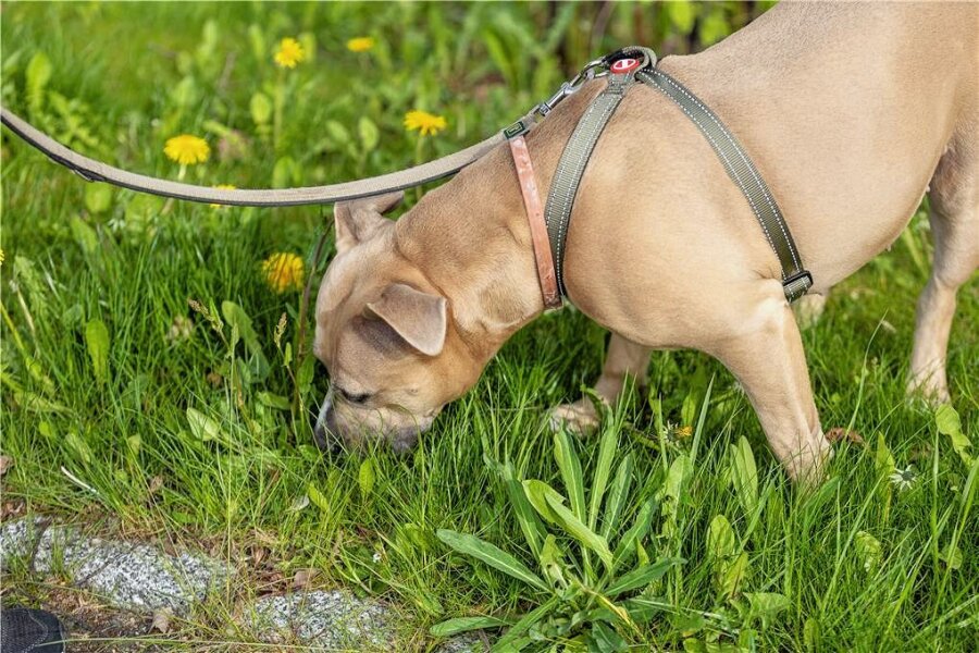 Giftköder für Hunde im Werdauer Landwehrgrund ausgelegt? - Ein vergiftetes Leckerli vom Wegesrand kann für den geliebten Vierbeiner tödlich enden.