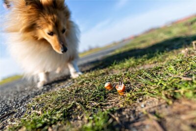 Giftköder im Landkreis Zwickau: Polizei rät Hundebesitzern zur Vorsicht - Die Polizei in Glauchau warnt Hundebesitzer vor Giftködern.