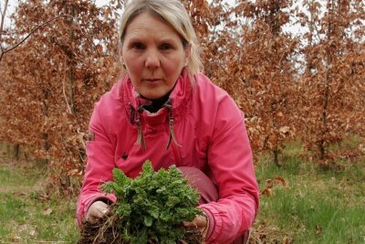 Giftpflanze gefährdet im Vogtland Rinder und Pferde - Yvonne Geipel mit dem Jakobskreuzkraut.