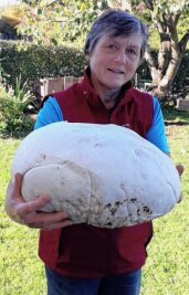 Gigantischer Pilzfund bei Bernsgrün - Karin Jung präsentiert ihren Riesenbovist, den sie jetzt bei Bernsgrün gefunden hat. 