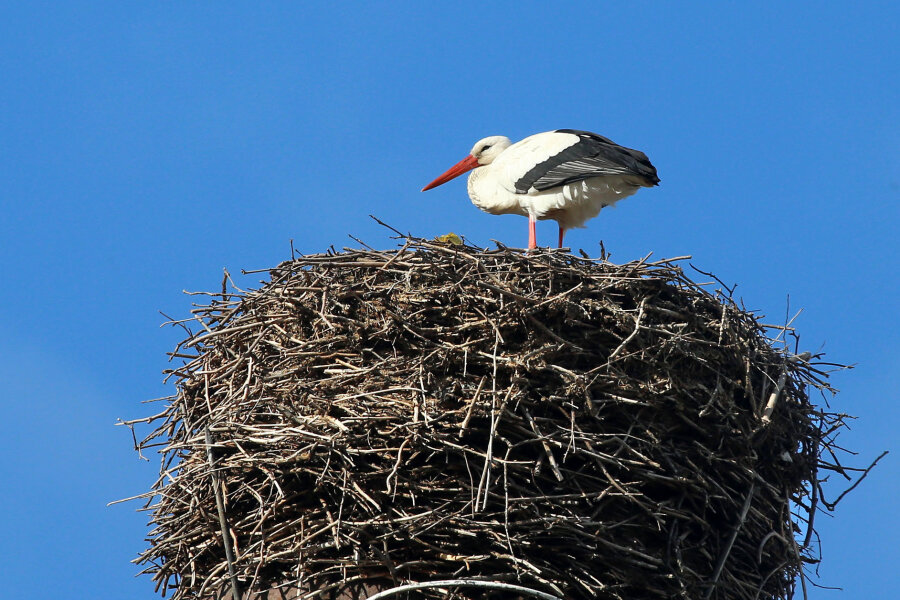 Glauchau: Storch in Nest gesichtet - Ein Storch hat sich im Nest auf der Esse an der Glauchauer Wehrstraße eingerichtet.
