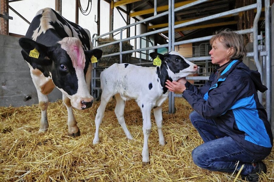 Glauchauer Milchviehbetrieb setzt auf Tierwohl und Umweltschutz - Kerstin Hochstein zeigt Lotos, das jüngste Kalb im Stall neben seiner Mutter Lotta. Im Stall der Hochsteins haben alle Tiere einen Namen.