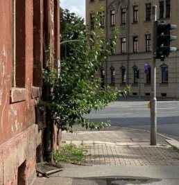 Glosse: Die Natur schlägt zurück - Der Fassadenbaum am Haus Müllerstraße 21. 