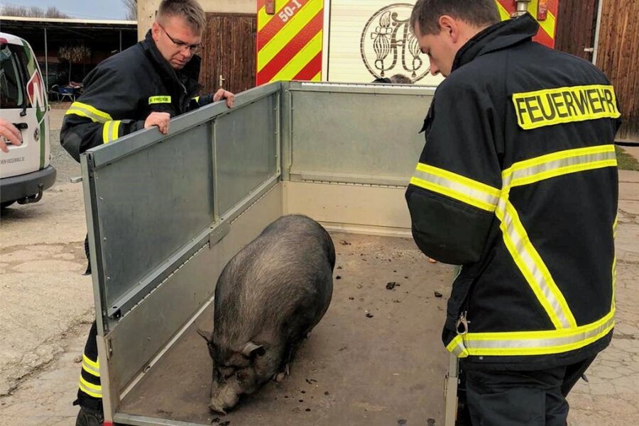 Glücksschwein für die Feuerwehr Adorf: Kameraden retten entlaufenes Hängebauchschwein - Kameraden der Freiwilligen Feuerwehr Adorf lockten das Tier auf einen Anhänger, um es vorläufig in einer Pflegebox unterzubringen.