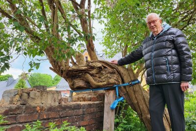 Gnadenbrot für einen Baum: Lößnitzer pflegt 130 Jahre alten Flieder - Will seinen weißen Flieder unbedingt erhalten: Christian Schöpf in seinem Garten in der Lößnitzer Altstadt. 