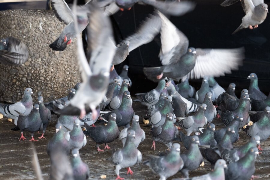 Gnadenhof statt Tötung für 200 Limburger Tauben - Die Limburger Stadttauben sorgen seit Monaten für Diskussionsstoff. Nach einem Mehrheitsvotum für ihre Tötung sollen 200 Tiere jetzt eine neue Heimat finden.  