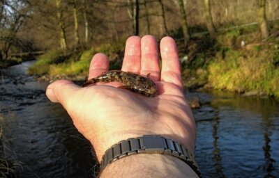 Göltzsch-Zustand: Naturschützer legt Veto ein - Fischexperte Roland Bäuml hält eine Groppe in der Hand. Allerdings ist das Bild schon mehrere Jahre alt. 