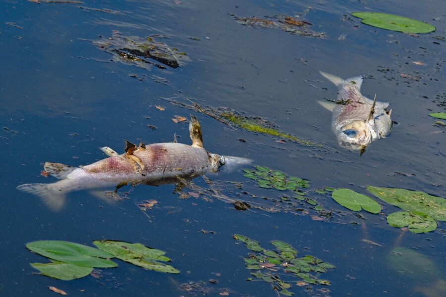 Goldalge wohl Ursache für Tod von Fischen in der Oder - Zwei große tote Fische treiben an der Wasseroberfläche im Winterhafen.