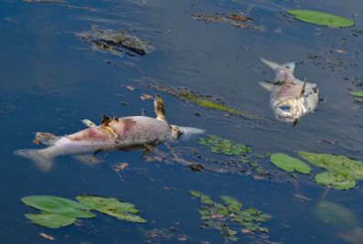Goldalge wohl Ursache für Tod von Fischen in der Oder - Zwei große tote Fische treiben an der Wasseroberfläche im Winterhafen.