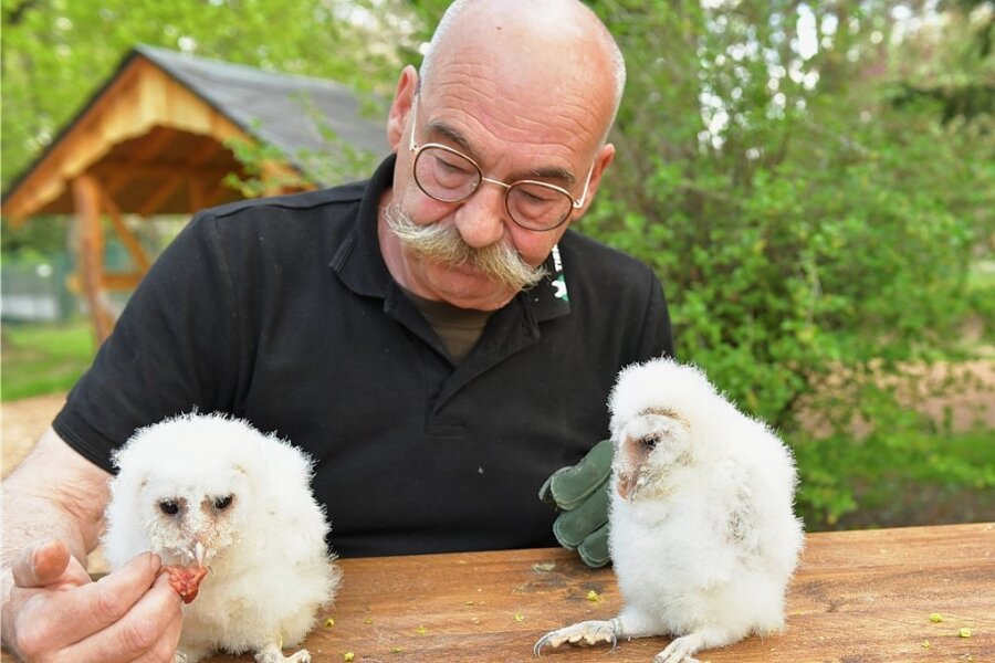 Freibergs Tierparkchef Peter Heinrich freut sich über die beiden Schleiereulen-Küken, die seit 24 Tagen im Mini-Zoo und bei ihm zu Hause leben. Die Jungen stammen von einem Züchter aus Essen. 