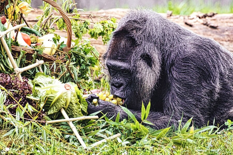 Gorilla-Dame Fatou feiert 67. Geburtstag im Berliner Zoo - Gorilla Fatou feiert ihren 67. Geburtstag im Zoo Berlin.