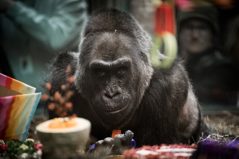 Gorilla-Greisin stirbt in Ohio - "Sie war das coolste Tier" - Gorilla Colo, aufgenommen am 23.12.2016 im Zoo von Ohio in Columbus (USA) bei seinem 60. Geburtstag.