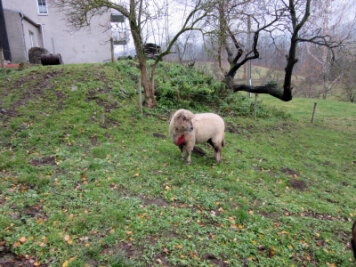 Grausiger Fund in Sorgau: Schaf durch Biss in die Kehle getötet - Zwei Schafe sind auf einem Grundstück in Sorgau verletzt worden. Ein weiteres Schaf ist - vermutlich durch einen Wolfsriss - getötet worden.