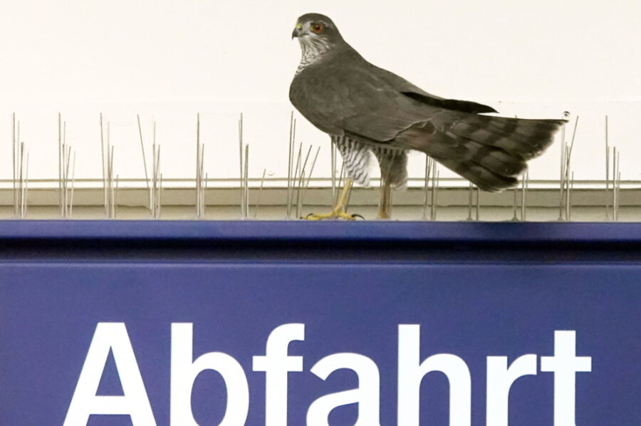 Greifvogel fliegt in Hauptbahnhof umher - 