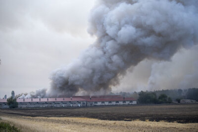 Großbrand beschäftigt Einsatzkräfte an der Grenze von Brandenburg und Sachsen - Auch eine Schweinemast-Anlage stand in Flammen.
