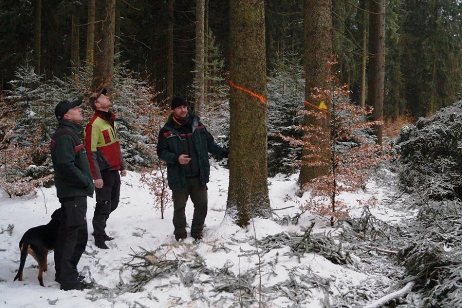 Udo Lüttschwager, Jannek Wessels und Revierförster Stefan Voigt (von links) am Ortsrand von Friedrichsgrün, wo nach dem Fällen der hohen Fichten im Frühjahr eine Hecke angepflanzt wird.