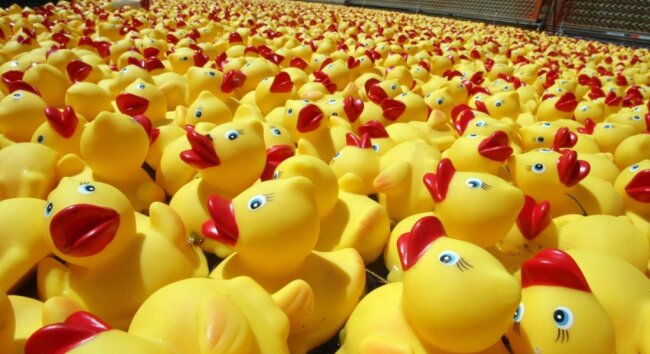 Die Gummi-Enten sollen am 6. Juni in der Zschopau in Flöha um die Wette schwimmen. Allerdings werden es Genossenschafts-Enten sein und sie werden deshalb orangefarben aussehen.