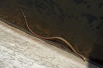 Große Schlange gibt Rätsel auf - Spaziergänger hielten die Schlange an der Talsperre im Bild fest. Der Ausschnitt ist gezoomt.
