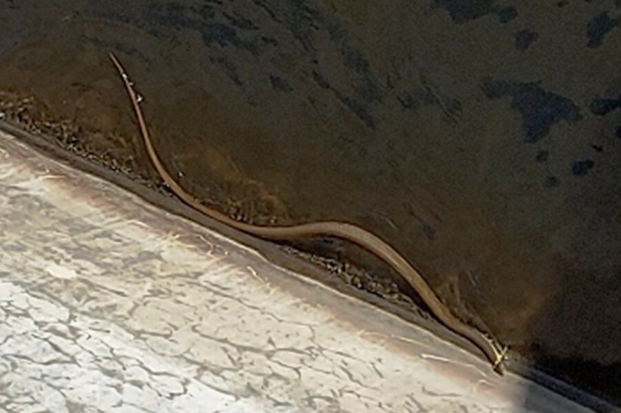 Große Schlange in Talsperre Werda gibt Rätsel auf - Spaziergänger hielten die Schlange an der Talsperre im Bild fest. Der Ausschnitt ist gezoomt.