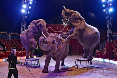 Große Show zur Premiere im Weihnachtszirkus in Plauen - Hardy Weisheit führt zum Weihnachtszirkus seine Elefanten-Gruppe in die Manege.