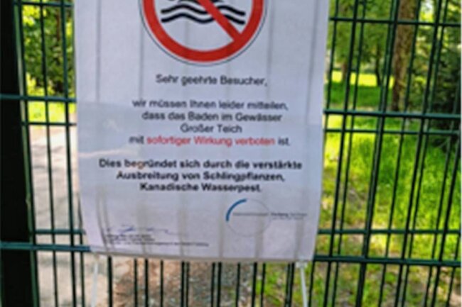 Großer Teich Freiberg: Baden ist derzeit verboten - Schilder untersagen seit Donnerstag das Baden im Großen Teich Freiberg. 