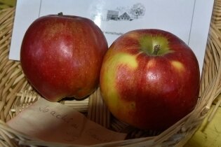 Großer Zuspruch für Kernobstmesse auf dem Riedelhof - Drei neue Apfelsorten - 