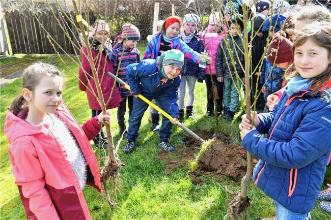 Großschirma: Schüler pflanzen vor der Schule sechs Bäumchen - Max pflanzte am Mittwochvormittag einen Apfelbaum vor der Grundschule "Friedrich Kaden" in Großschirma. Insgesamt 6 Bäumchen werden künftig auf einer kleinen Fläche vor der Schule wachsen und gedeihen.