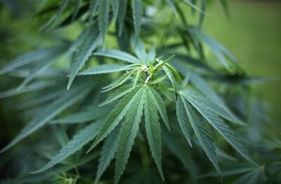 Großweitzschen: Drogenlieferung gestoppt - 2,3 kg Marihuana sichergestellt - 