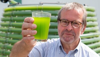Grüne Algensuppe macht Tiere ruhiger und zufriedener - Dr. Martin Ecke, Fachbereichsleiter Biosolar der Gicon-Gruppe, zeigt eine Probe aus der Anlage bei Agraset.