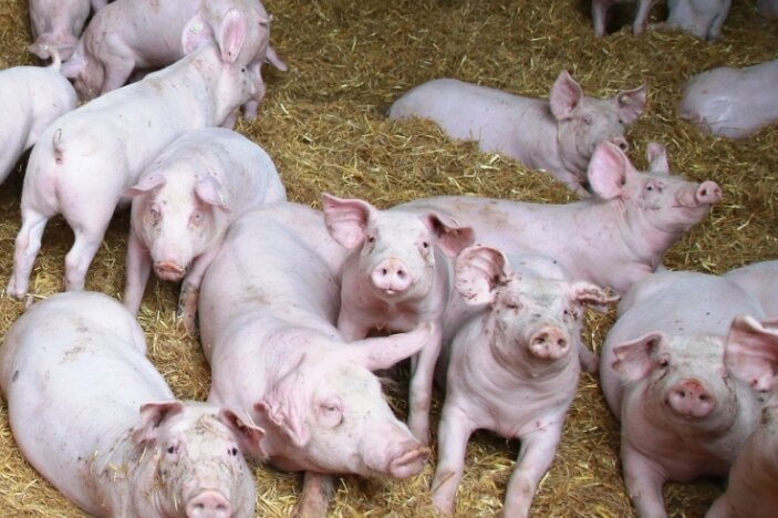 Grünes Licht für neuen Schweinestall - So, wie die Ferkel jetzt schon, werden auch die Mastschweine bald auf Stroheinstreu stehen. 