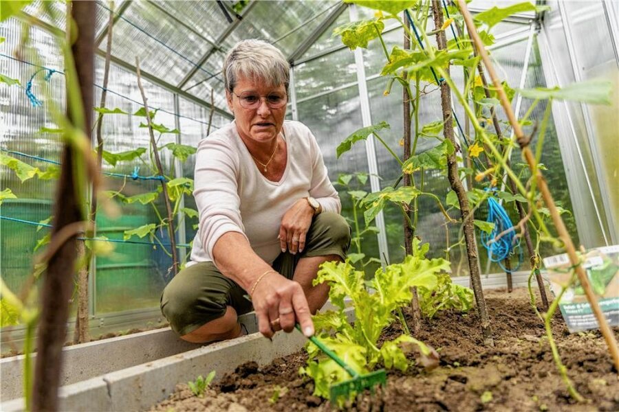 Grünes Projekt für selbstbewusste Menschen in Auerbach: Wie das Gärtnern trübe Gedanken vertreibt - Petra Schmidt und ihre Mitgärtner haben schon begonnen, Gemüsepflanzen im neuen Gewächshaus anzubauen. Zwar hat Frau Schmidt zu Hause auch einen Garten, aber das Arbeiten mit Gleichgesinnten macht mehr Freude.