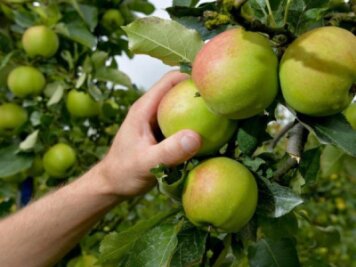 Gute Apfelernte in Sachsen erwartet - 