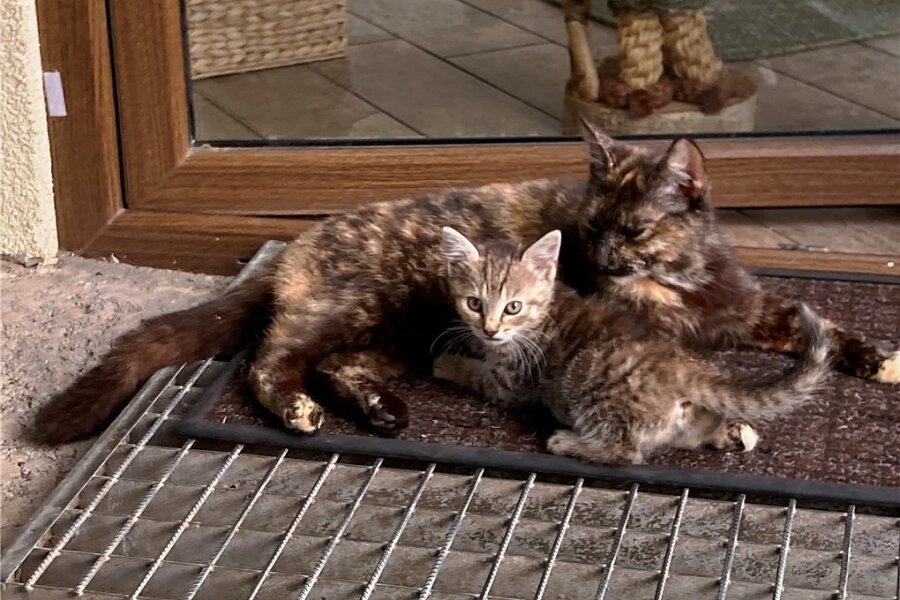 Gute Nachricht: Katzenbabys aus Tuttendorf vermittelt - Die Katzenmutter mit einem Jungen auf dem Grundstück in Tuttendorf. Insgesamt sind es noch drei Katzenkinder.